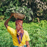 India Sends 1,000 MT Rice Aid to Malawi After El Niño Drought